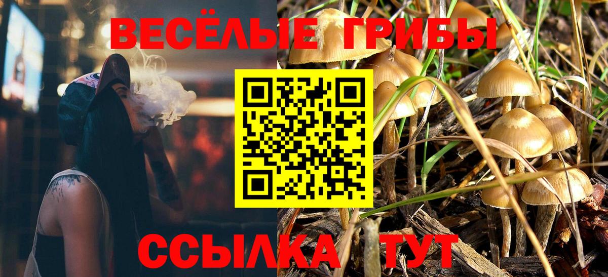 Псилоцибиновые грибы Psilocybe Петрозаводск